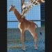 Rare Spotless Giraffe Born at Zoo