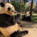 Pandas Leave US National Zoo After Decades