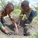 Kenya Celebrates New Tree-Planting Holiday