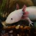 Scientists Work to Save Mexico's Axolotl